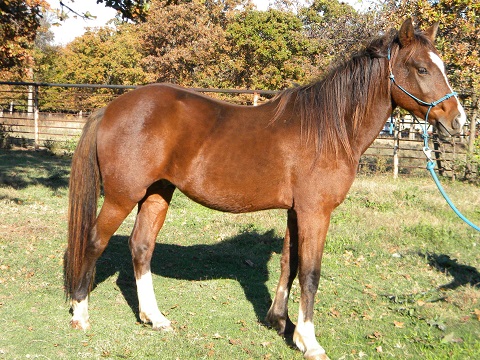 Cooter Brown